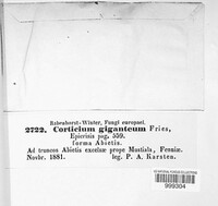 Phlebiopsis gigantea image